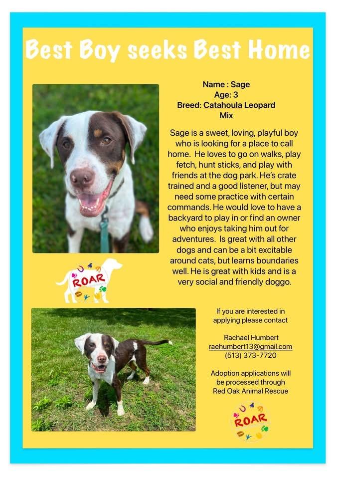 Enlarge Sage, a Adopted Catahoula Leopard Dog in New Richmond, OH image 6/6