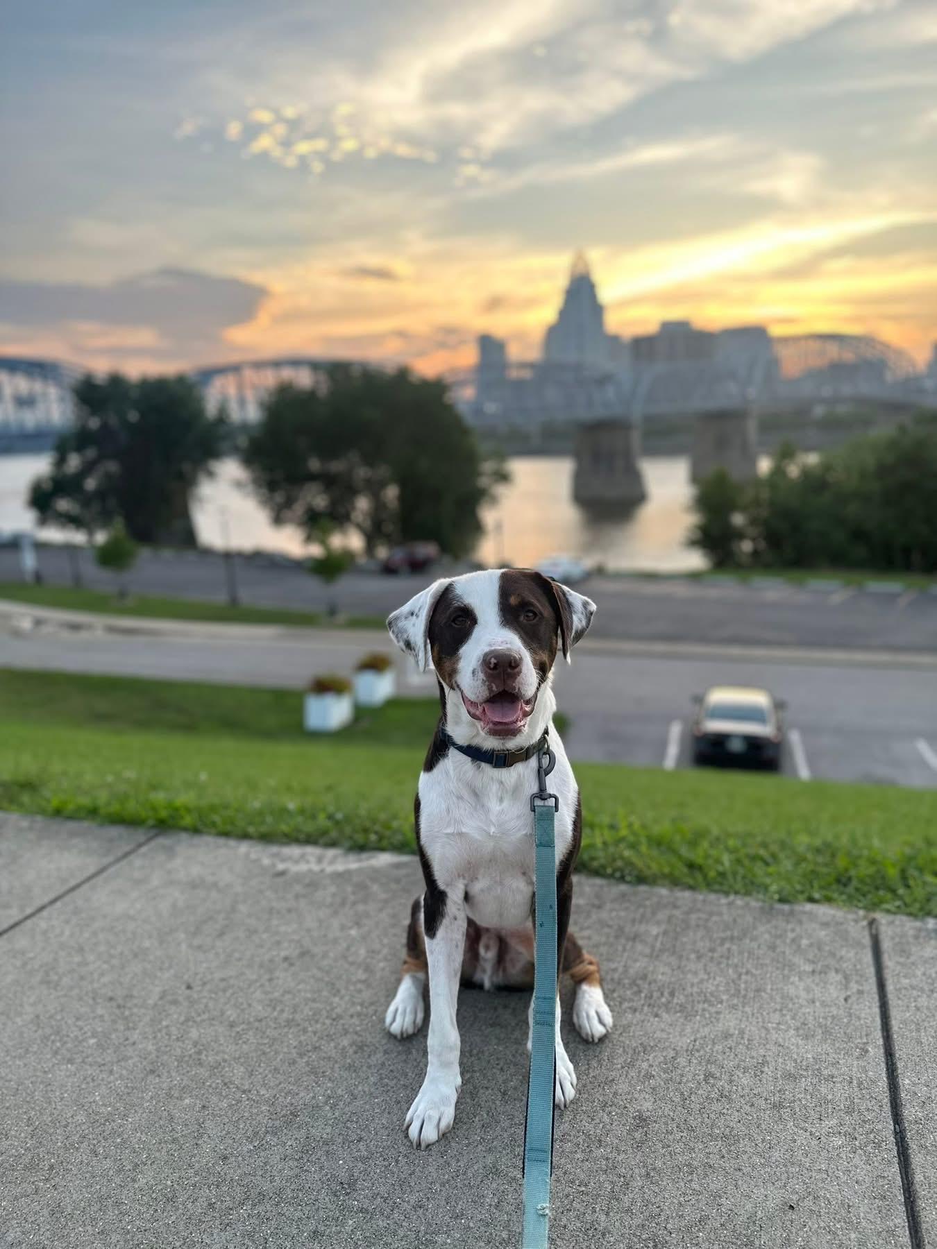 Enlarge Sage, a Adopted Catahoula Leopard Dog in New Richmond, OH image 2/6