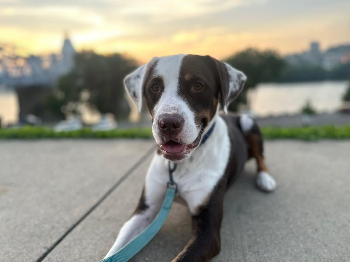 Sage, Adopted, Young Male Catahoula Leopard Dog.