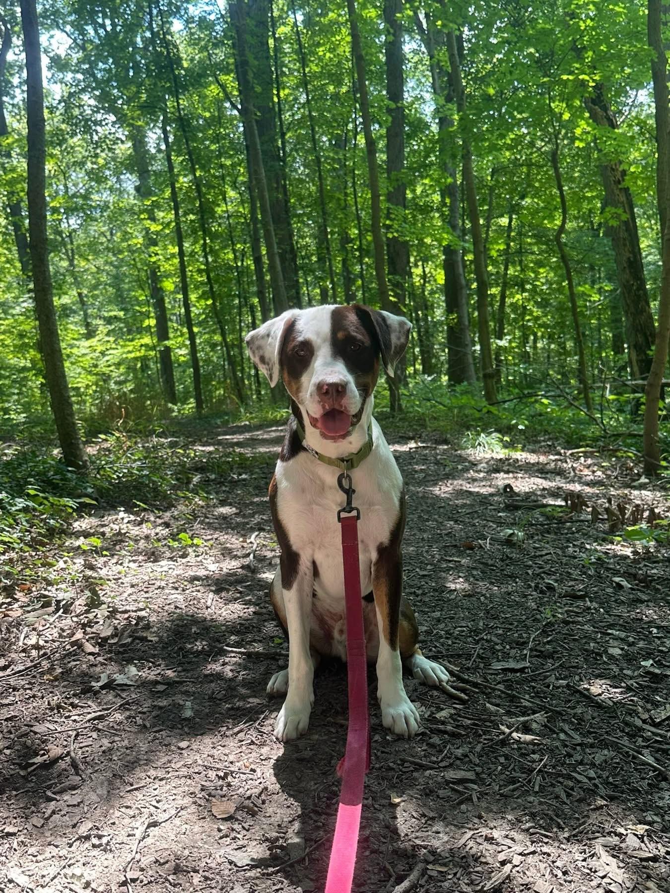 Enlarge Sage, a Adopted Catahoula Leopard Dog in New Richmond, OH image 3/6