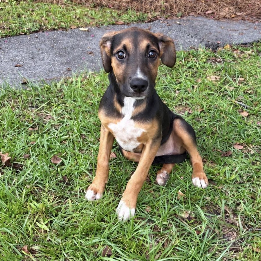 Enlarge Mellow Yellow, a Adopted mixed breed in Valdosta, GA image 2/2