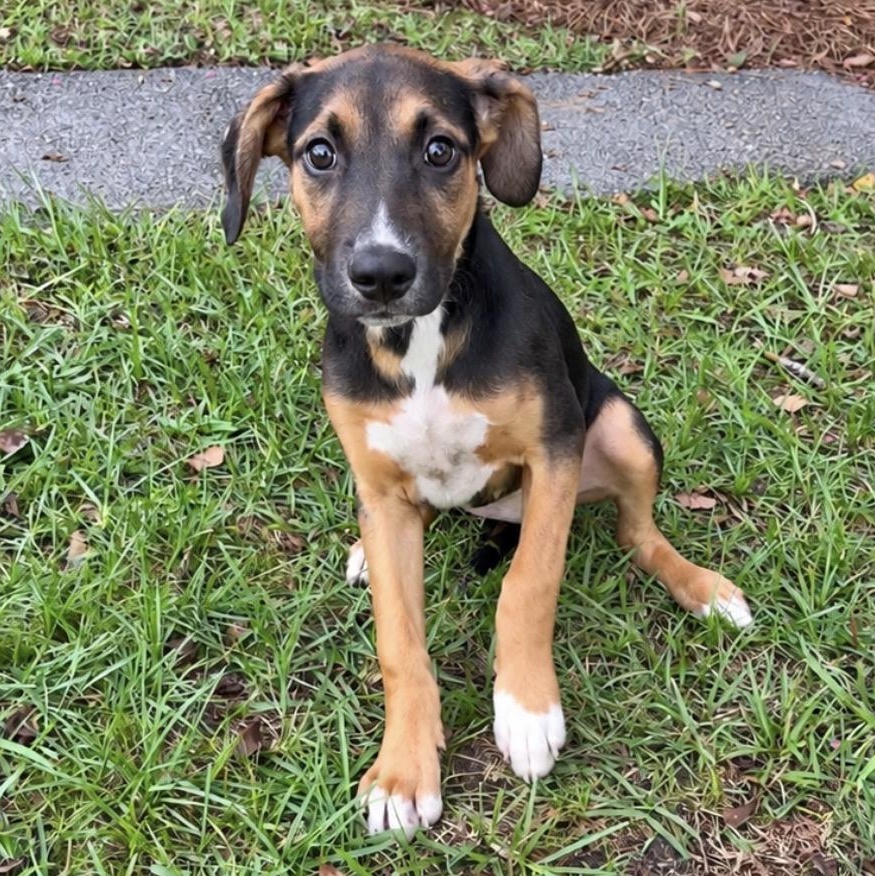 Mellow Yellow, Adopted, Puppy Female Hound & Labrador Retriever.