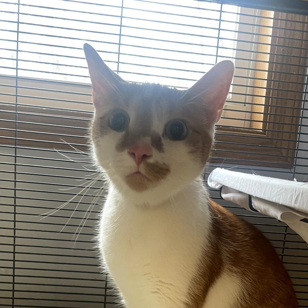 Enlarge Yosemite, a Adoptable Domestic Short Hair in Muncie, IN image 1/2