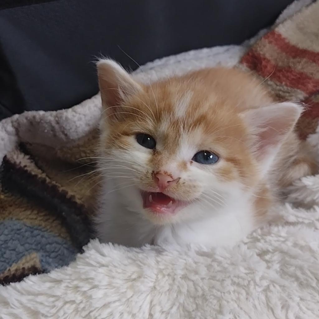 Enlarge Yosemite, a Adoptable Domestic Short Hair in Muncie, IN image 2/2