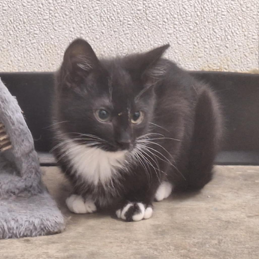 Enlarge Kip, a Adoptable Domestic Short Hair in Albert Lea, MN image 1/6
