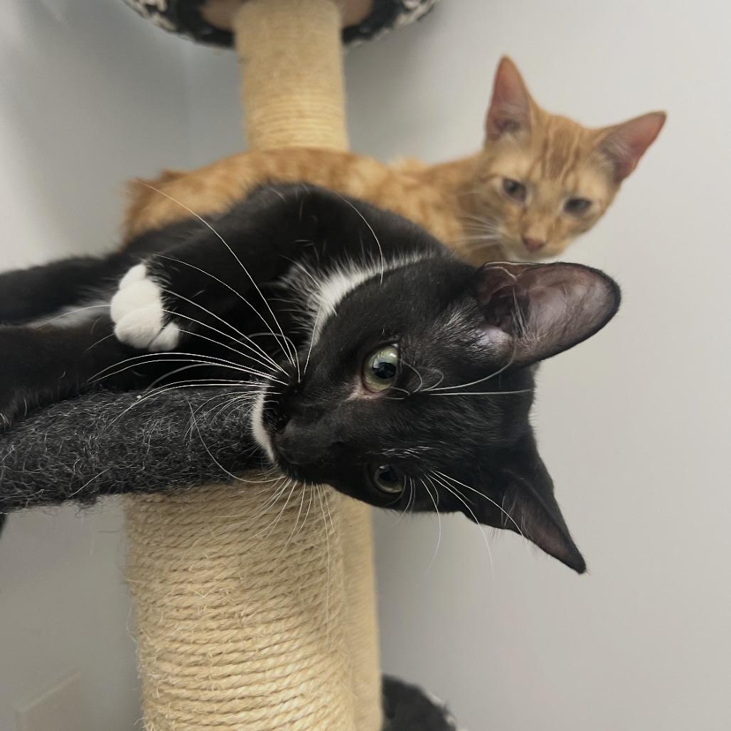 Enlarge Kip, a Adoptable Domestic Short Hair in Albert Lea, MN image 2/6