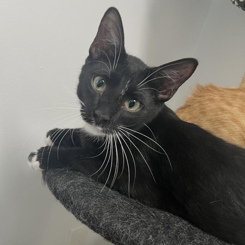 Enlarge Kip, a Adoptable Domestic Short Hair in Albert Lea, MN image 3/6