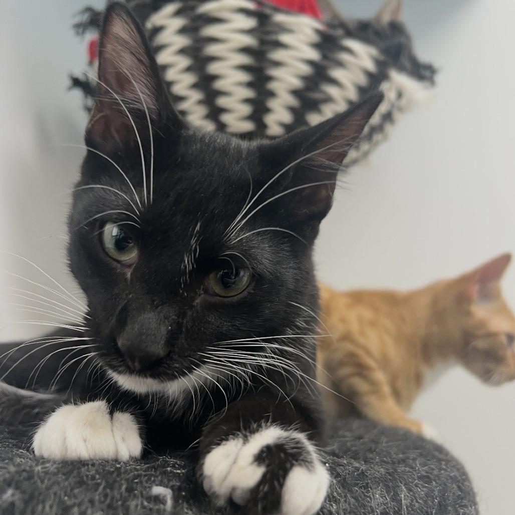Enlarge Kip, a Adoptable Domestic Short Hair in Albert Lea, MN image 4/6