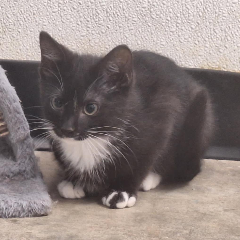 Enlarge Kip, a Adoptable Domestic Short Hair in Albert Lea, MN image 5/6