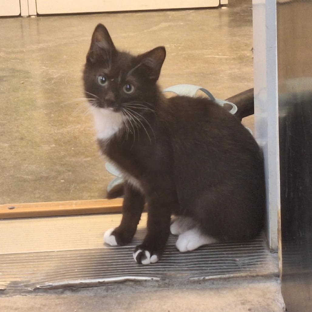 Enlarge Kip, a Adoptable Domestic Short Hair in Albert Lea, MN image 6/6
