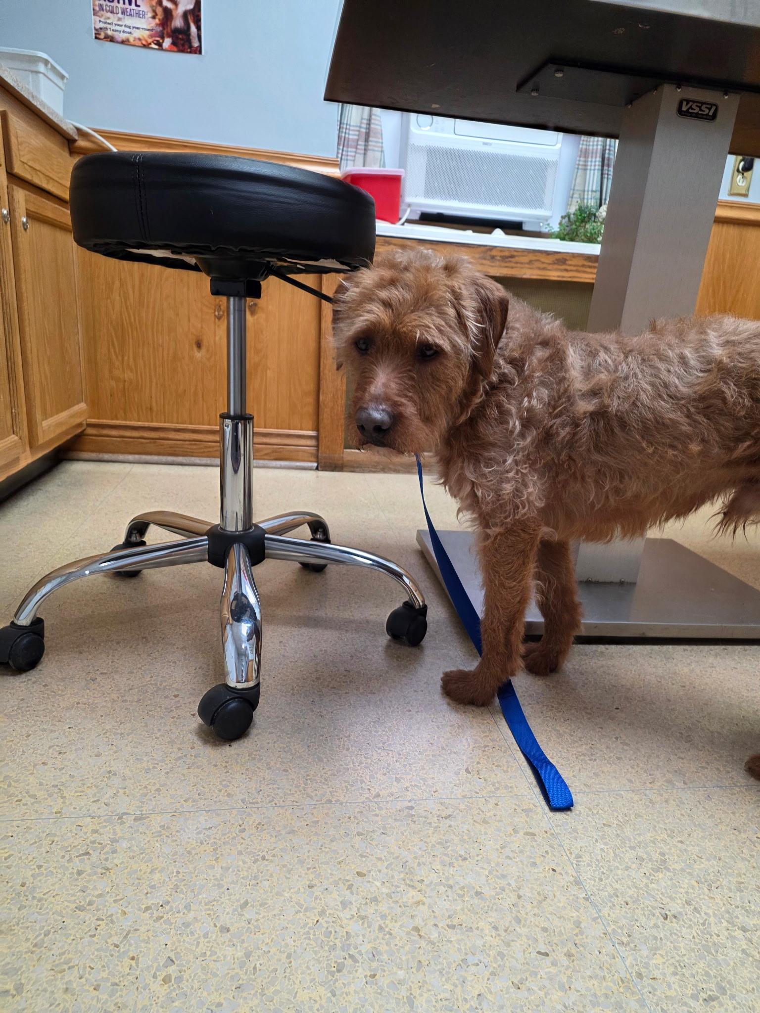Orion, ADOPTABLE, Young Male Terrier & Labradoodle.