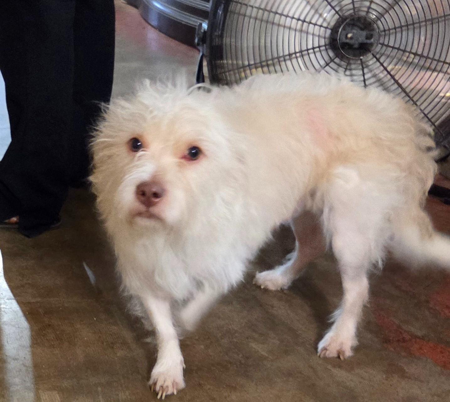 MOHAVE, an adoptable Maltipoo, Terrier in Tucson, AZ, 85749 | Photo Image 2