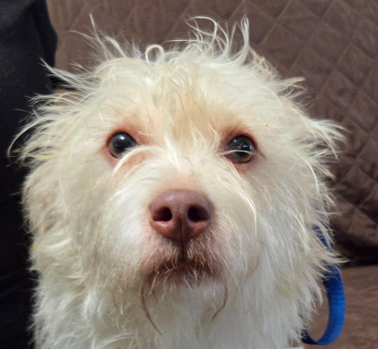 MOHAVE, an adoptable Maltipoo, Terrier in Tucson, AZ, 85749 | Photo Image 1