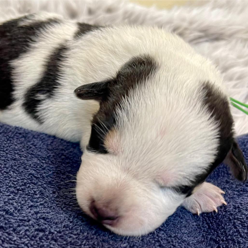 Enlarge Eve, a Adoptable mixed breed in Tacoma, WA image 1/1