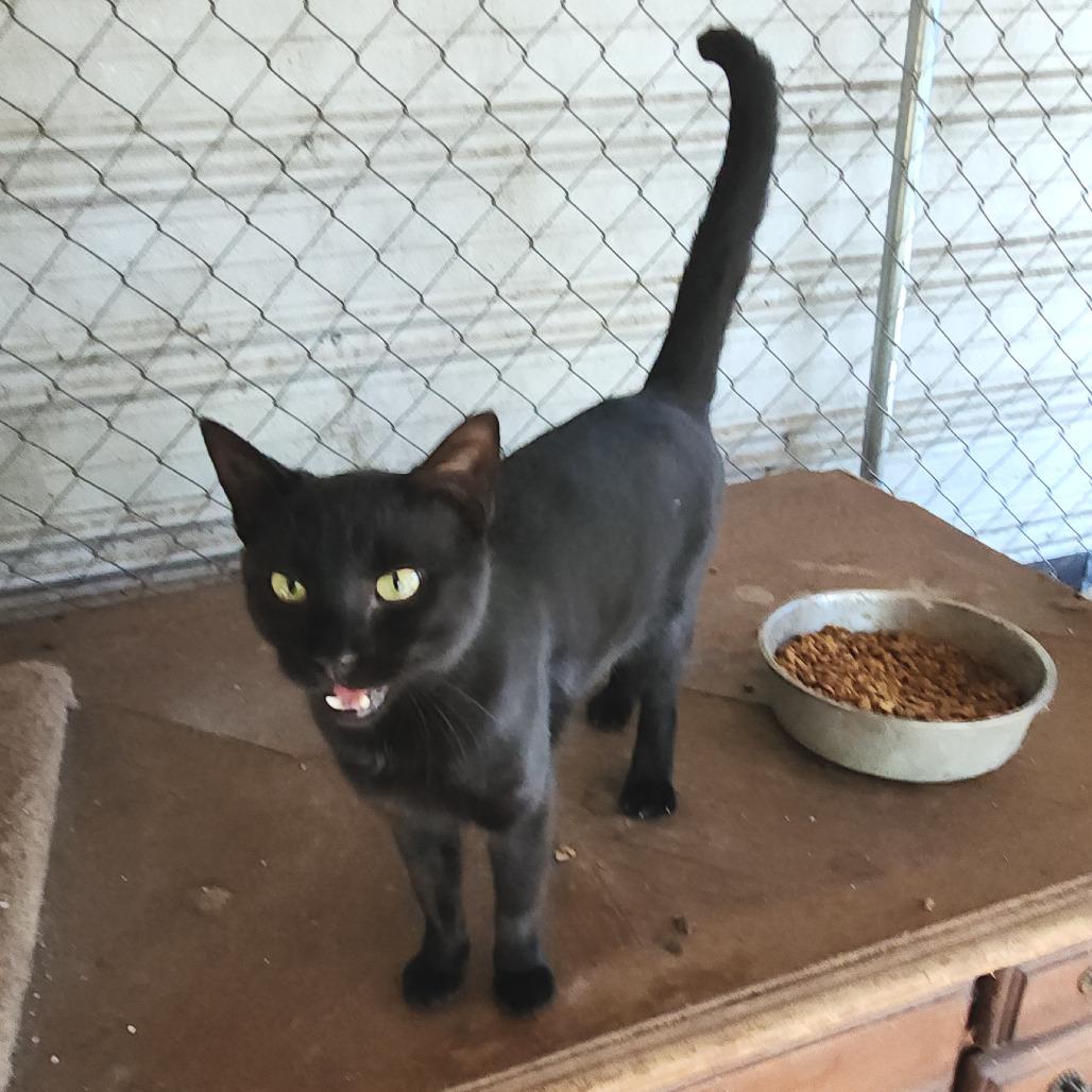 Leo, Adoptable, Young Male Domestic Short Hair.