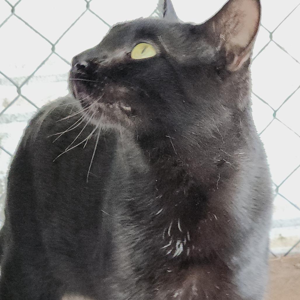 Enlarge Leo, a Adoptable Domestic Short Hair in Williston, FL image 2/3