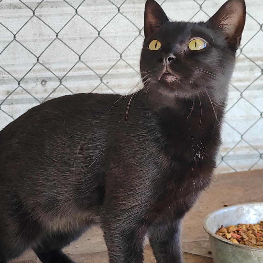 Enlarge Leo, a Adoptable Domestic Short Hair in Williston, FL image 3/3