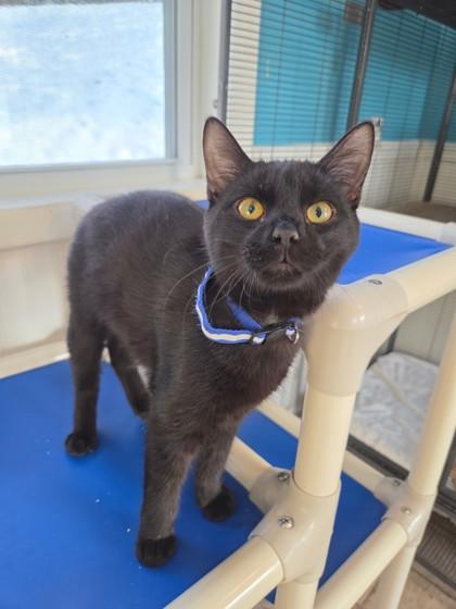 Ash, Adoptable, Kitten Male Domestic Short Hair & Domestic Short Hair.