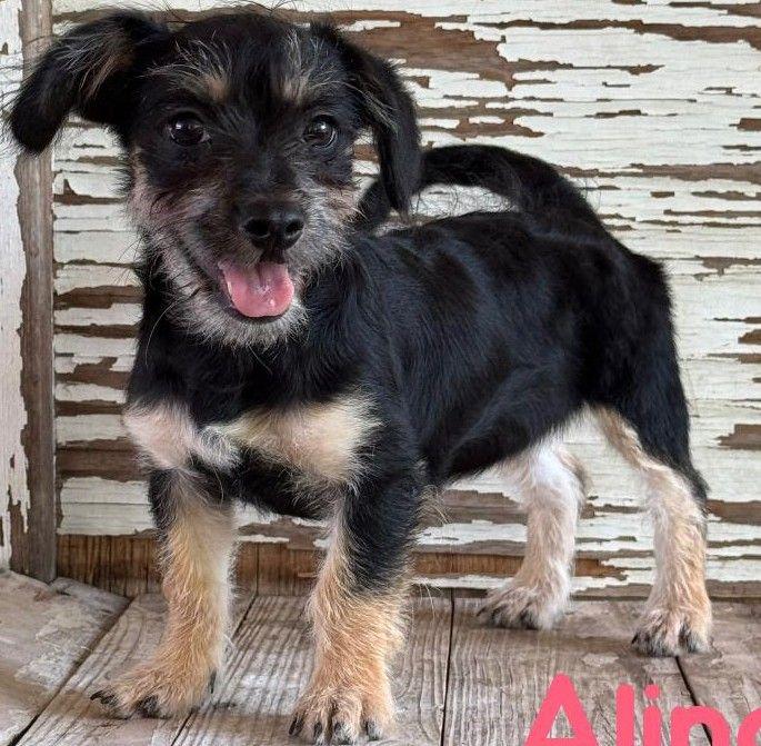 Alina, ADOPTABLE, Young Female Yorkshire Terrier & Terrier.