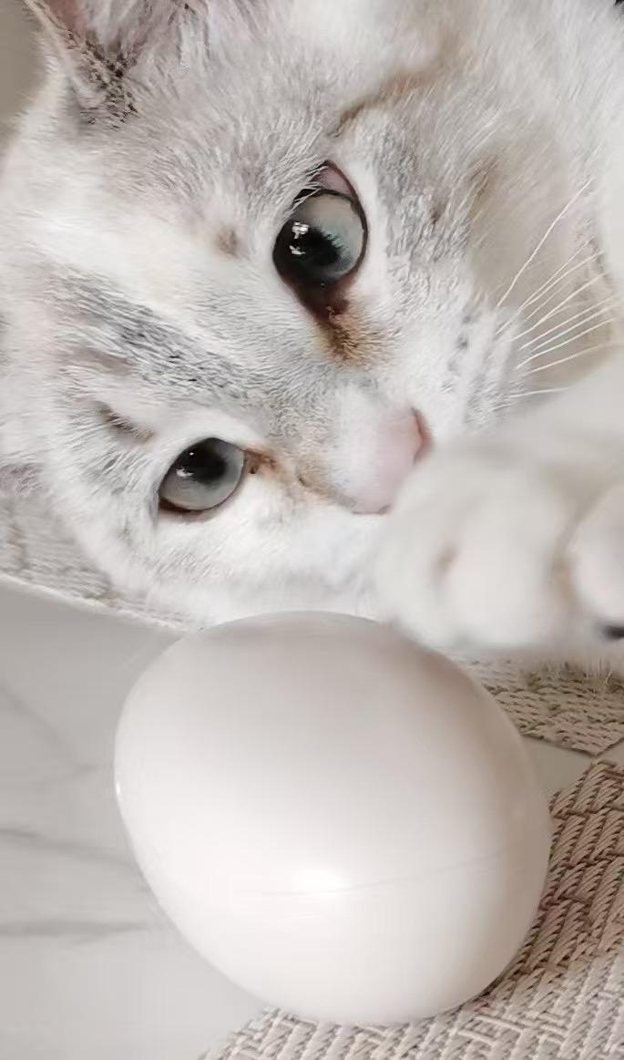 Enlarge Noodle, an adopted mixed breed in Sayreville, NJ image 5/5