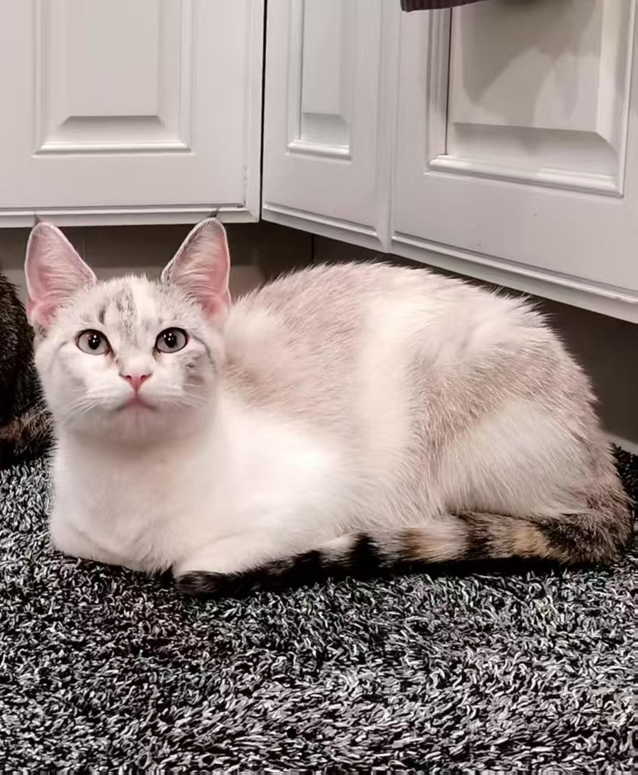 Noodle, adopted, Young Female Snowshoe & Siamese.