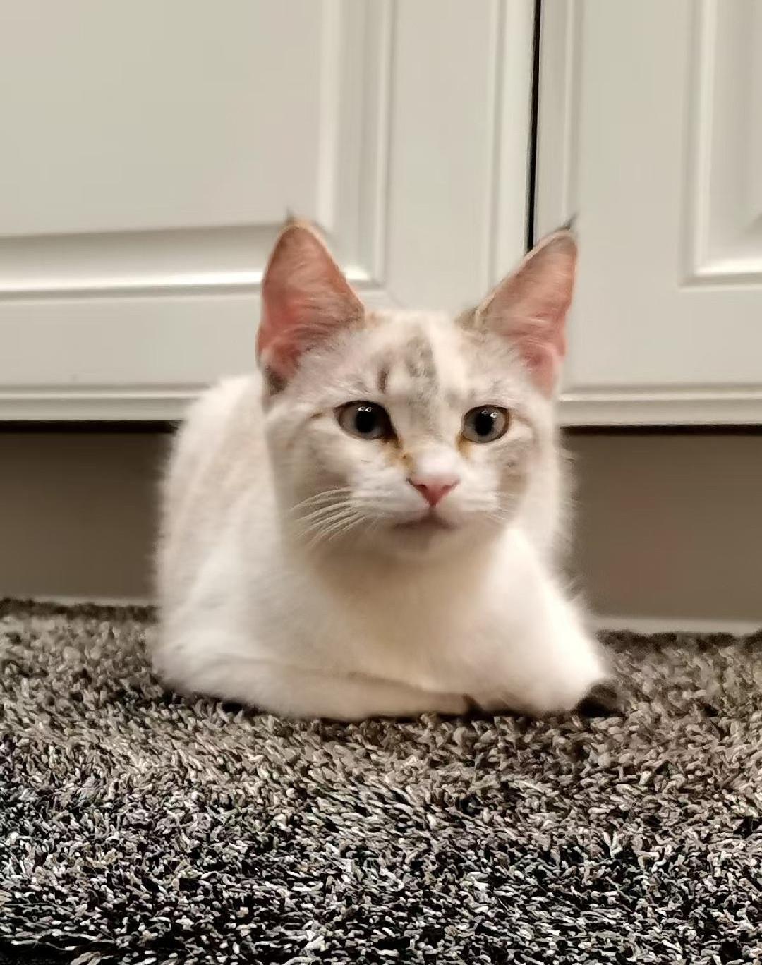 Enlarge Noodle, an adopted mixed breed in Sayreville, NJ image 3/5