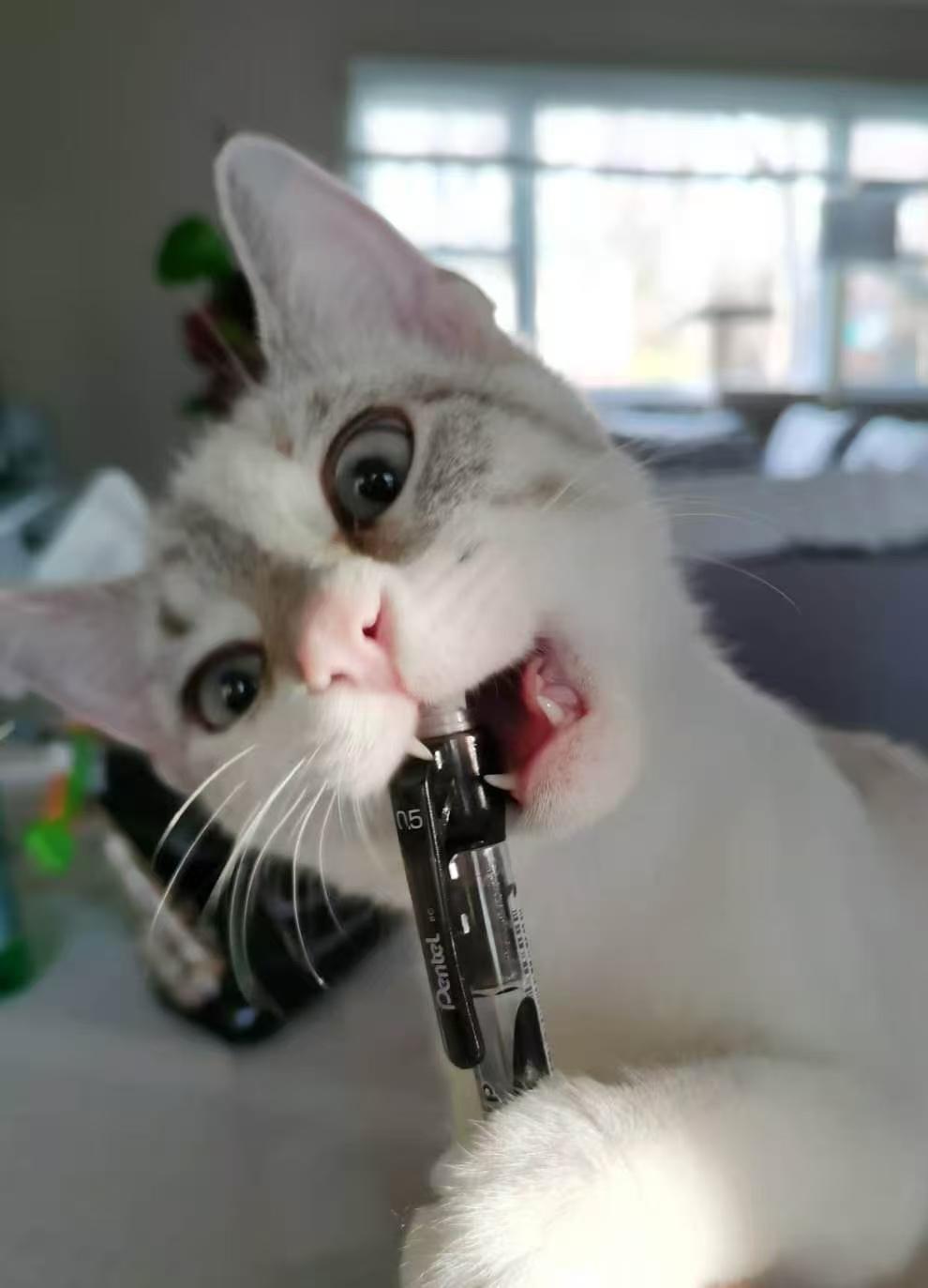 Enlarge Noodle, an adopted mixed breed in Sayreville, NJ image 4/5