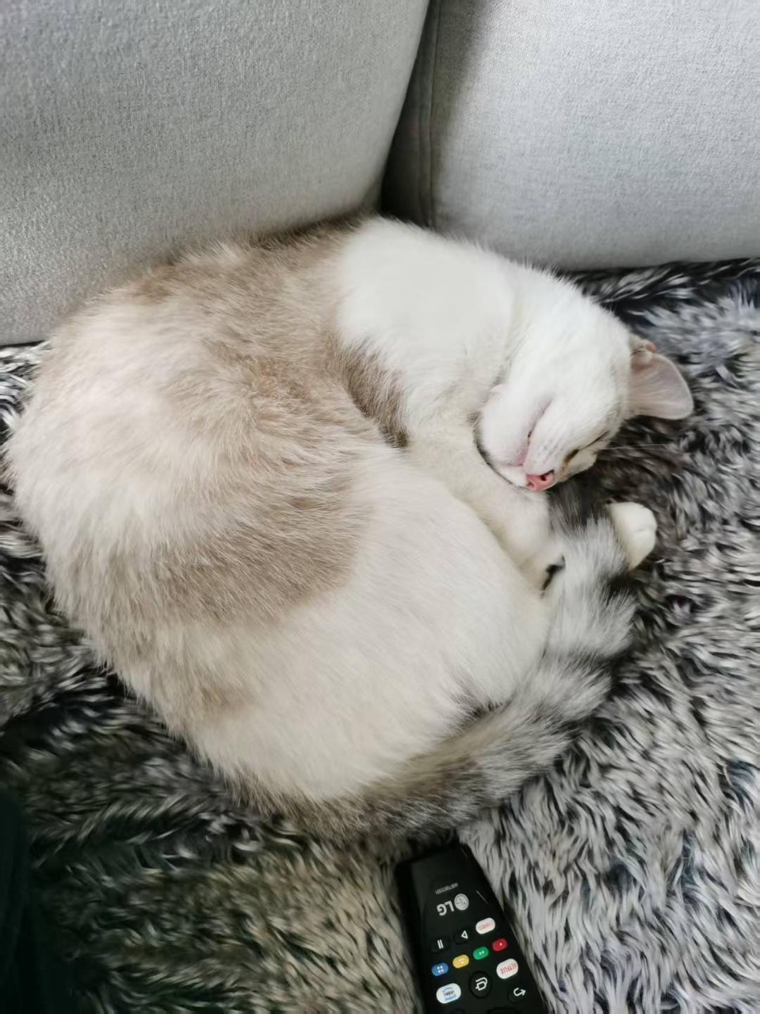 Enlarge Noodle, an adopted mixed breed in Sayreville, NJ image 2/5