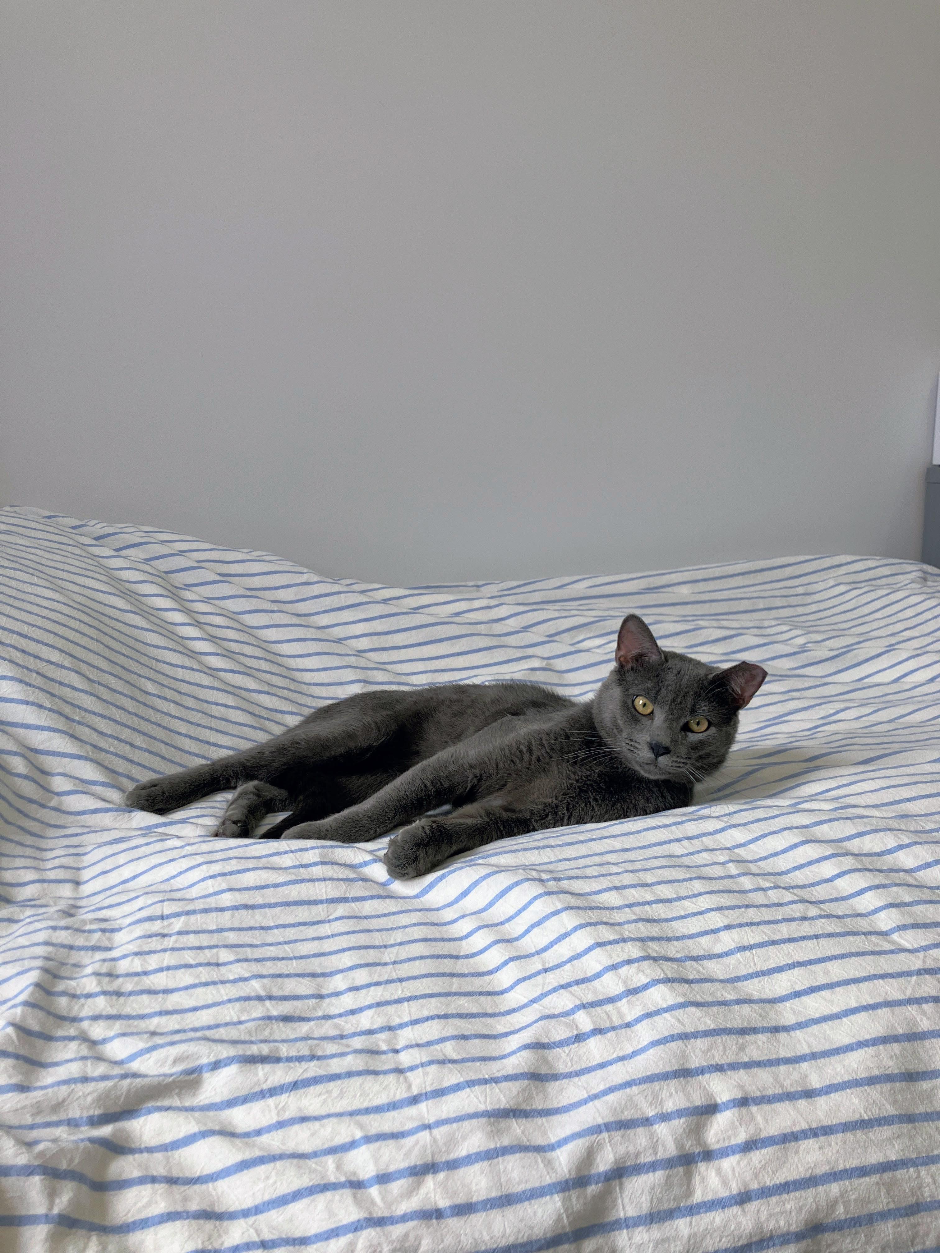 Rocky, a ADOPTABLE American Shorthair in Brooklyn, NY image 2/6