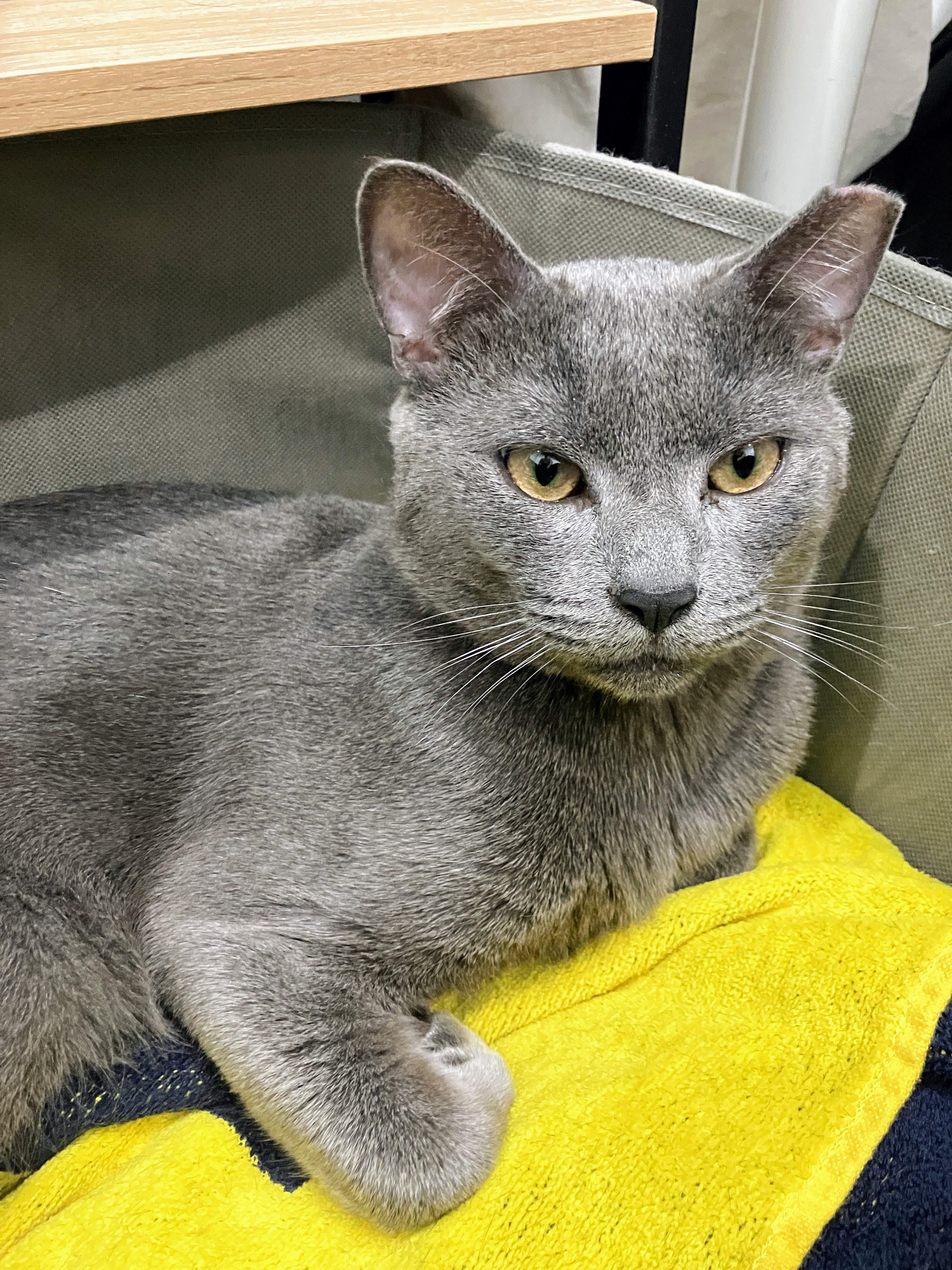 Rocky, ADOPTABLE, Adult Male American Shorthair.