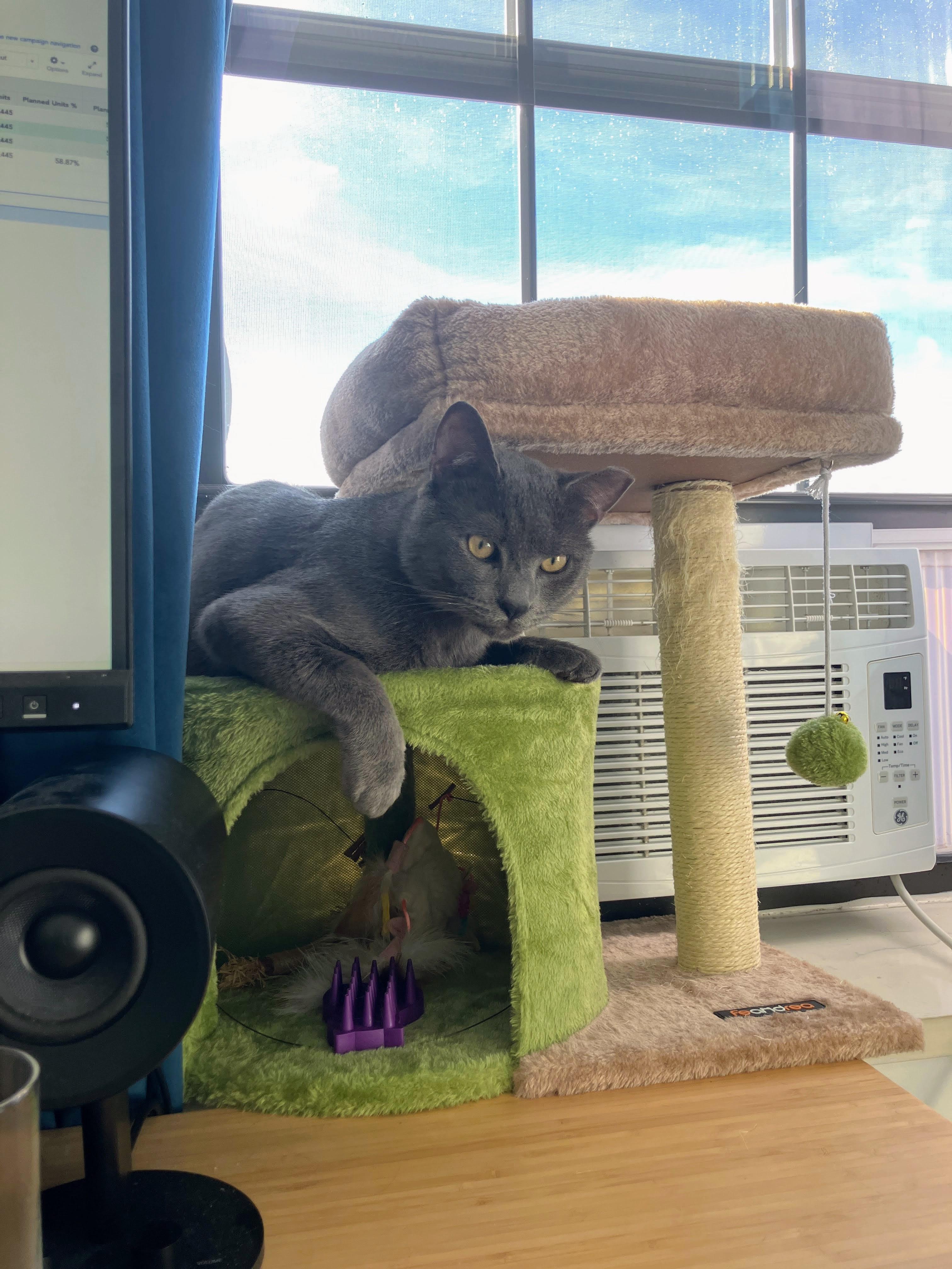 Rocky, a ADOPTABLE American Shorthair in Brooklyn, NY image 3/6