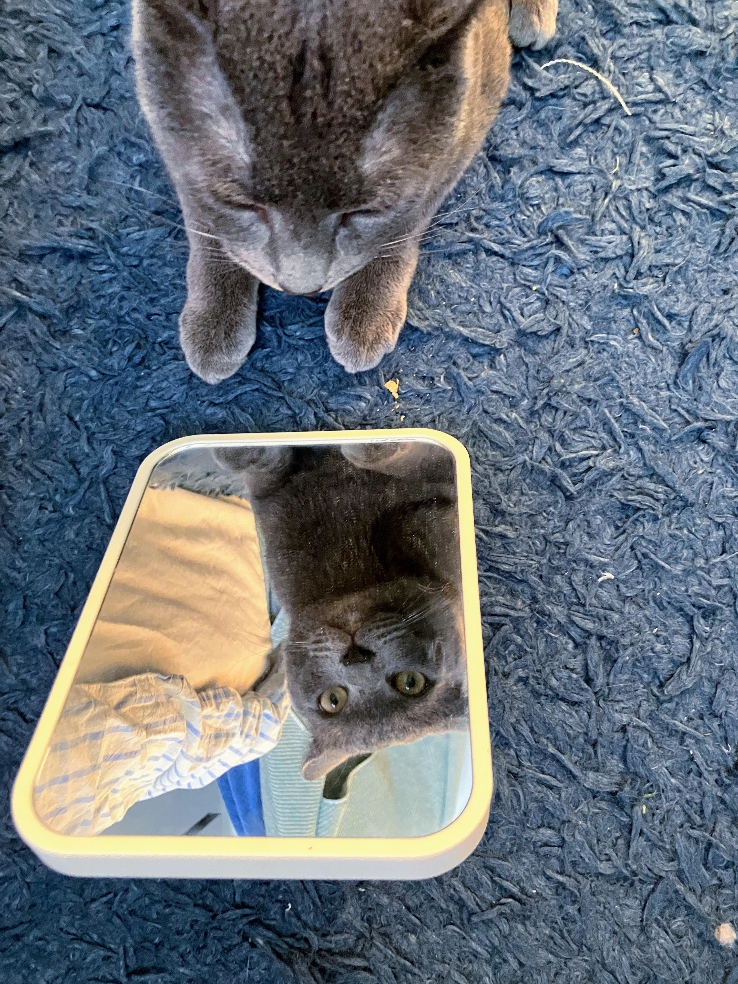 Rocky, a ADOPTABLE American Shorthair in Brooklyn, NY image 4/6