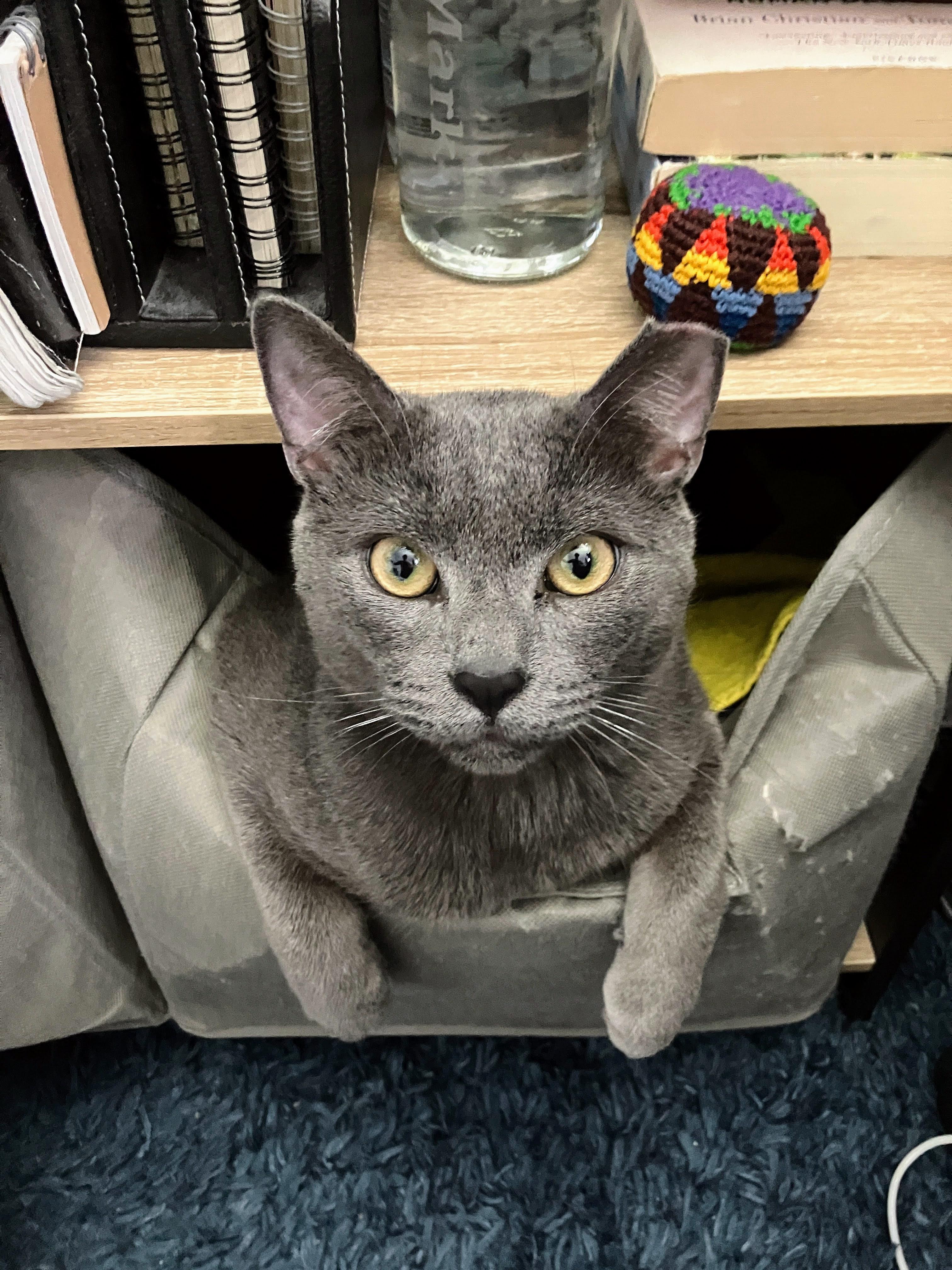 Rocky, a ADOPTABLE American Shorthair in Brooklyn, NY image 5/6