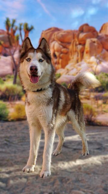 Enlarge BUDSTER, a Adoptable Siberian Husky in Thousand Palms, CA image 1/1