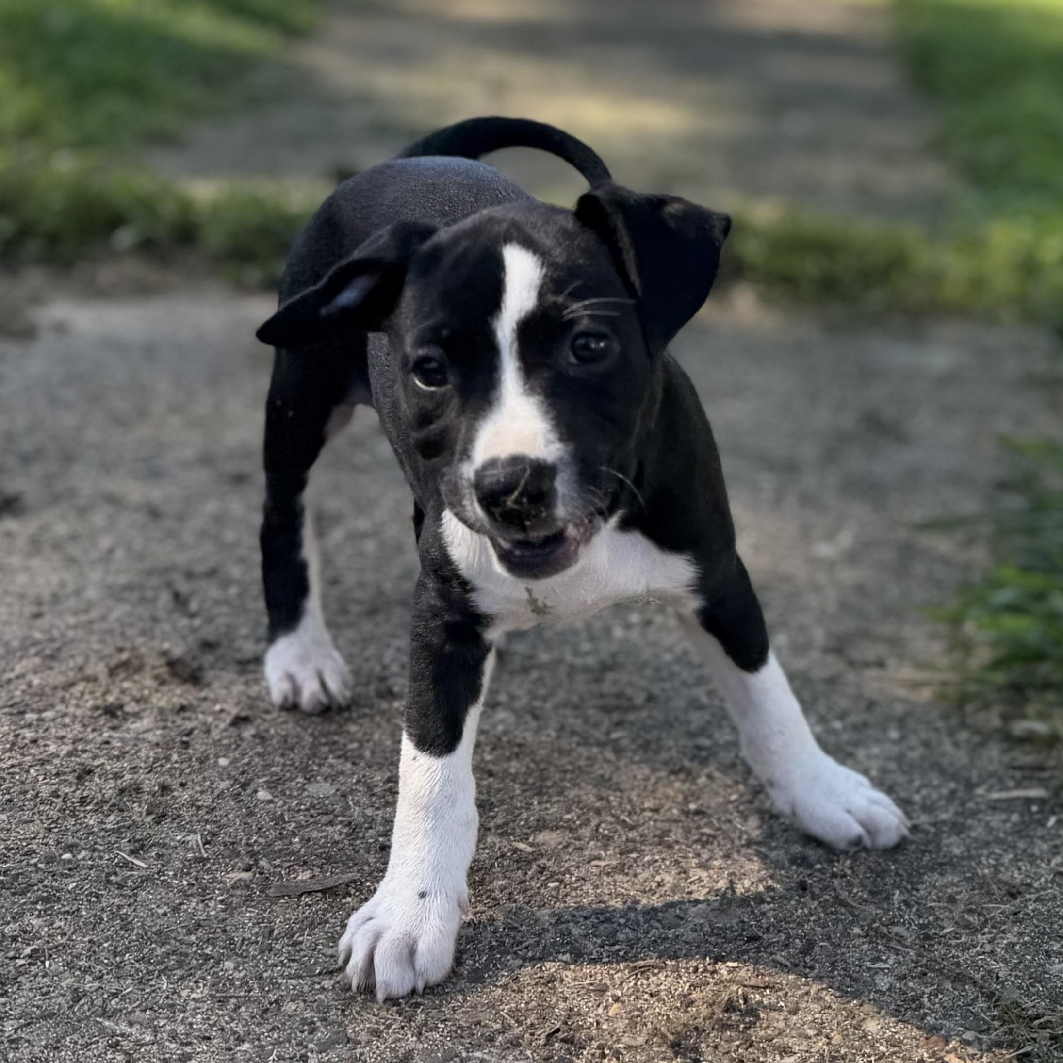 Enlarge Katherine Hepburn, a ADOPTABLE mixed breed in Collingswood, NJ image 3/5