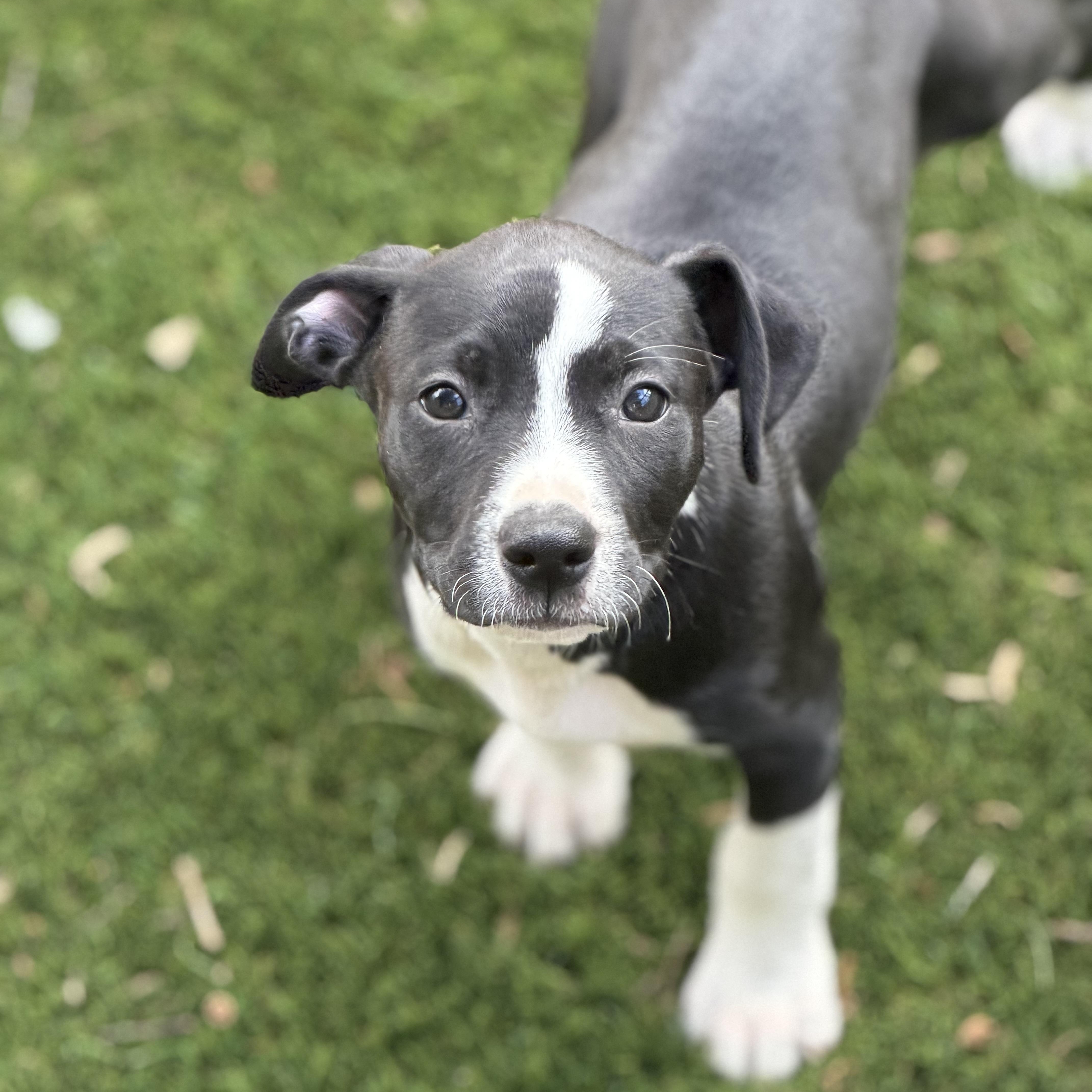 Enlarge Katherine Hepburn, a ADOPTABLE mixed breed in Collingswood, NJ image 5/5