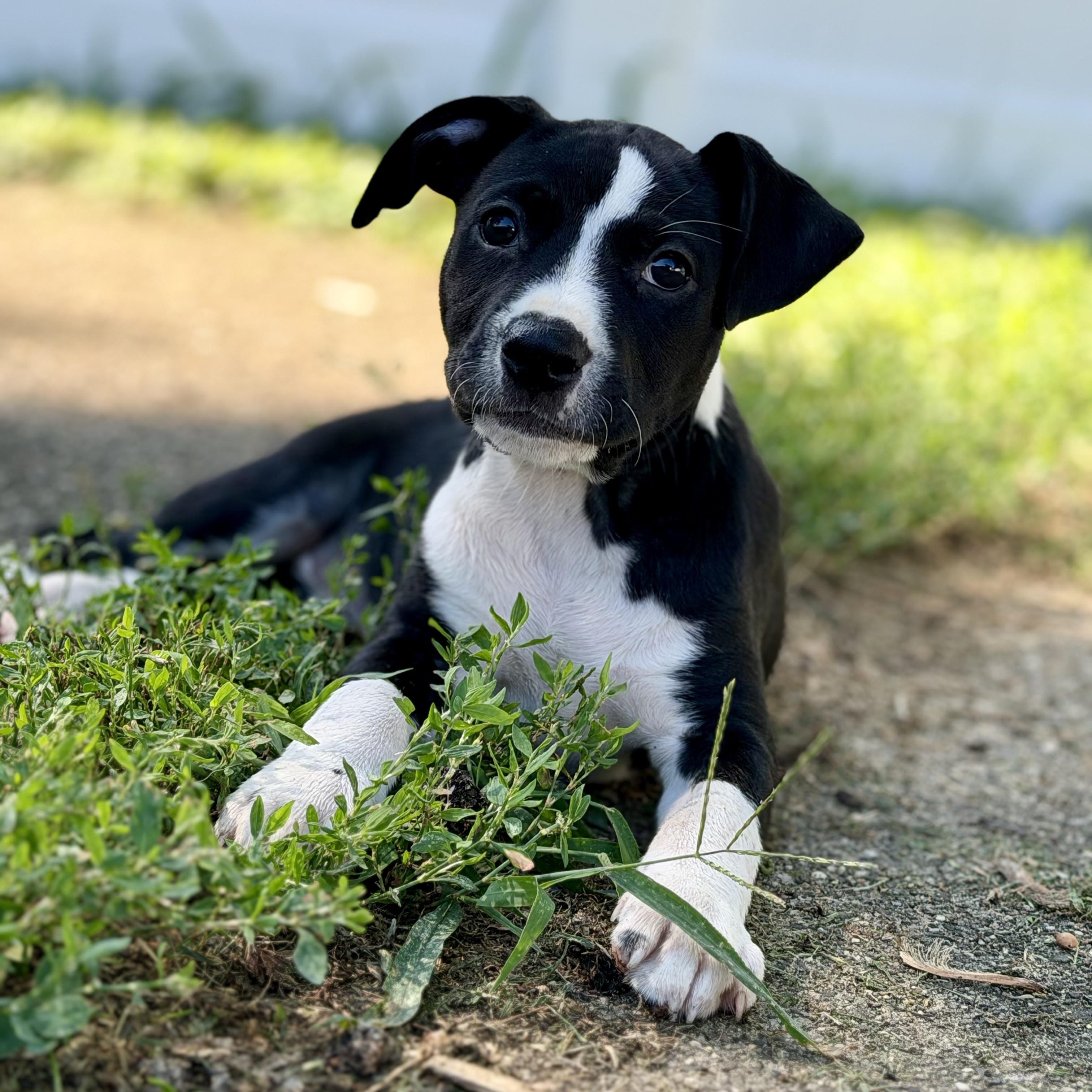 Enlarge Katherine Hepburn, a ADOPTABLE mixed breed in Collingswood, NJ image 4/5