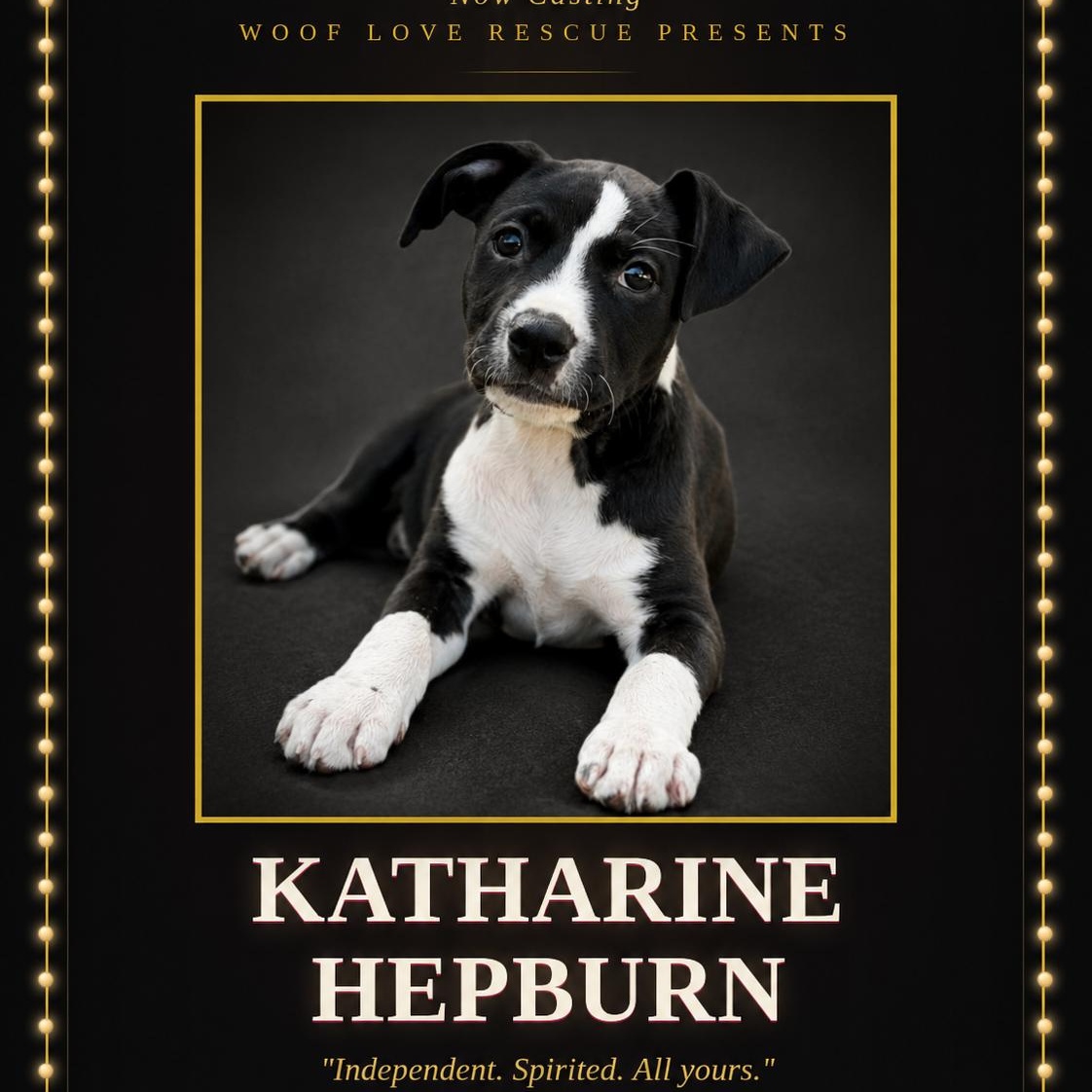 Katherine Hepburn, ADOPTABLE, Puppy Female Labrador Retriever.