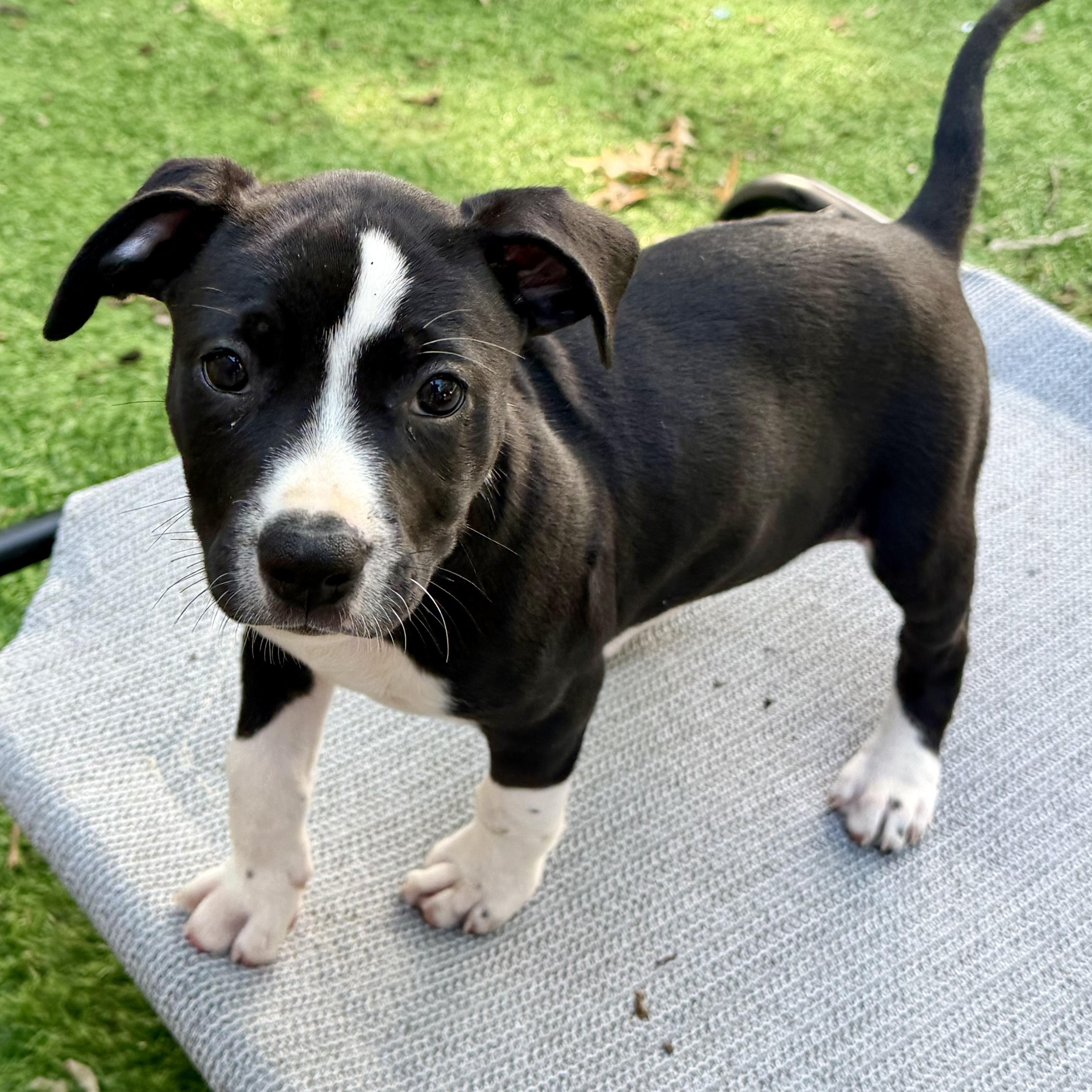 Enlarge Katherine Hepburn, a ADOPTABLE mixed breed in Collingswood, NJ image 2/5