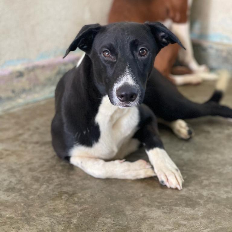 Jonas, a Adoptable mixed breed in San Juan, PR image 1/4
