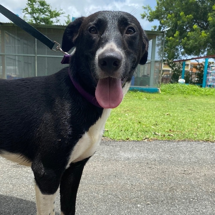 Jonas, a Adoptable mixed breed in San Juan, PR image 2/4
