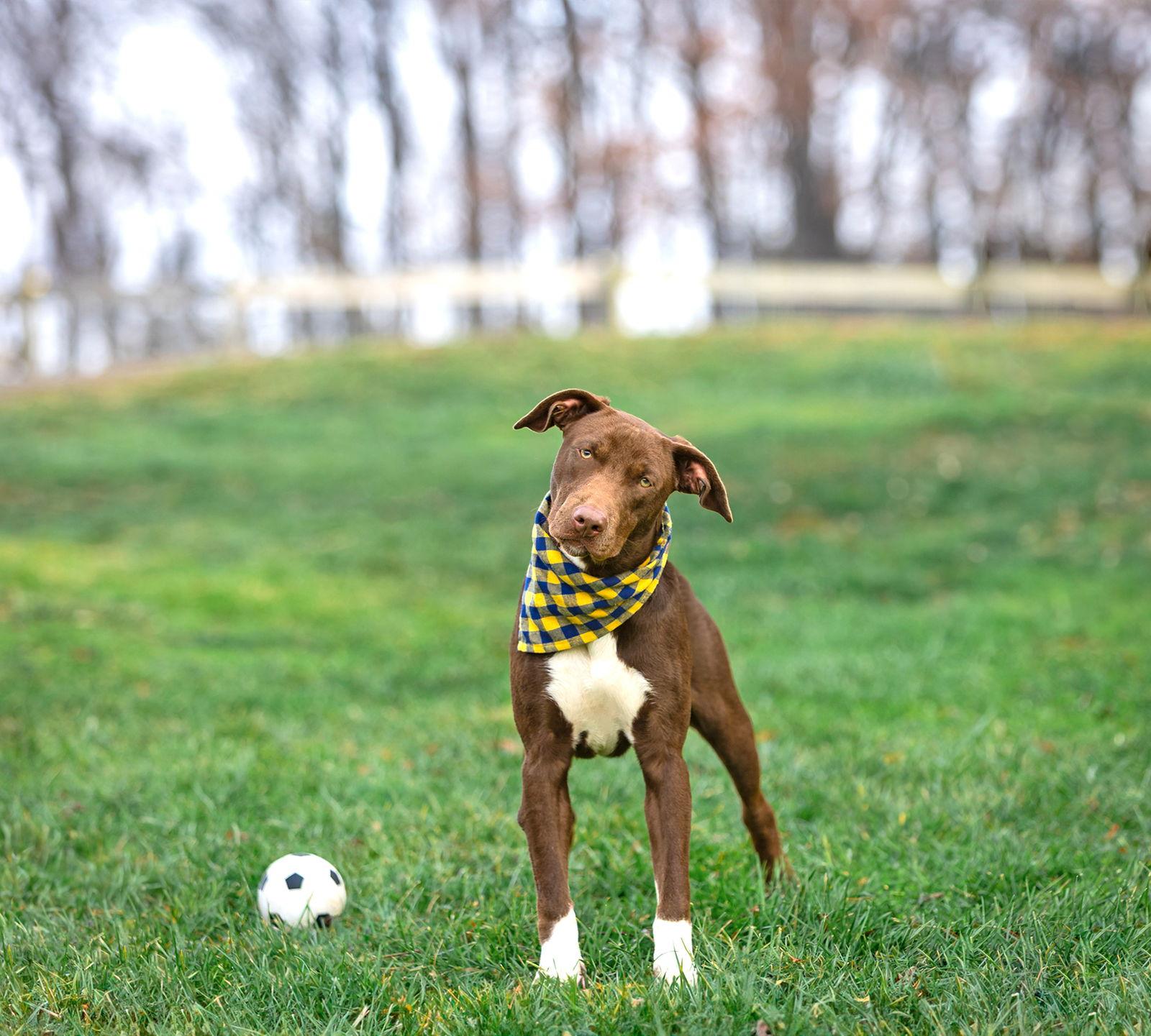 Enlarge Maray, a Adoptable Labrador Retriever in Coatesville, PA image 2/3