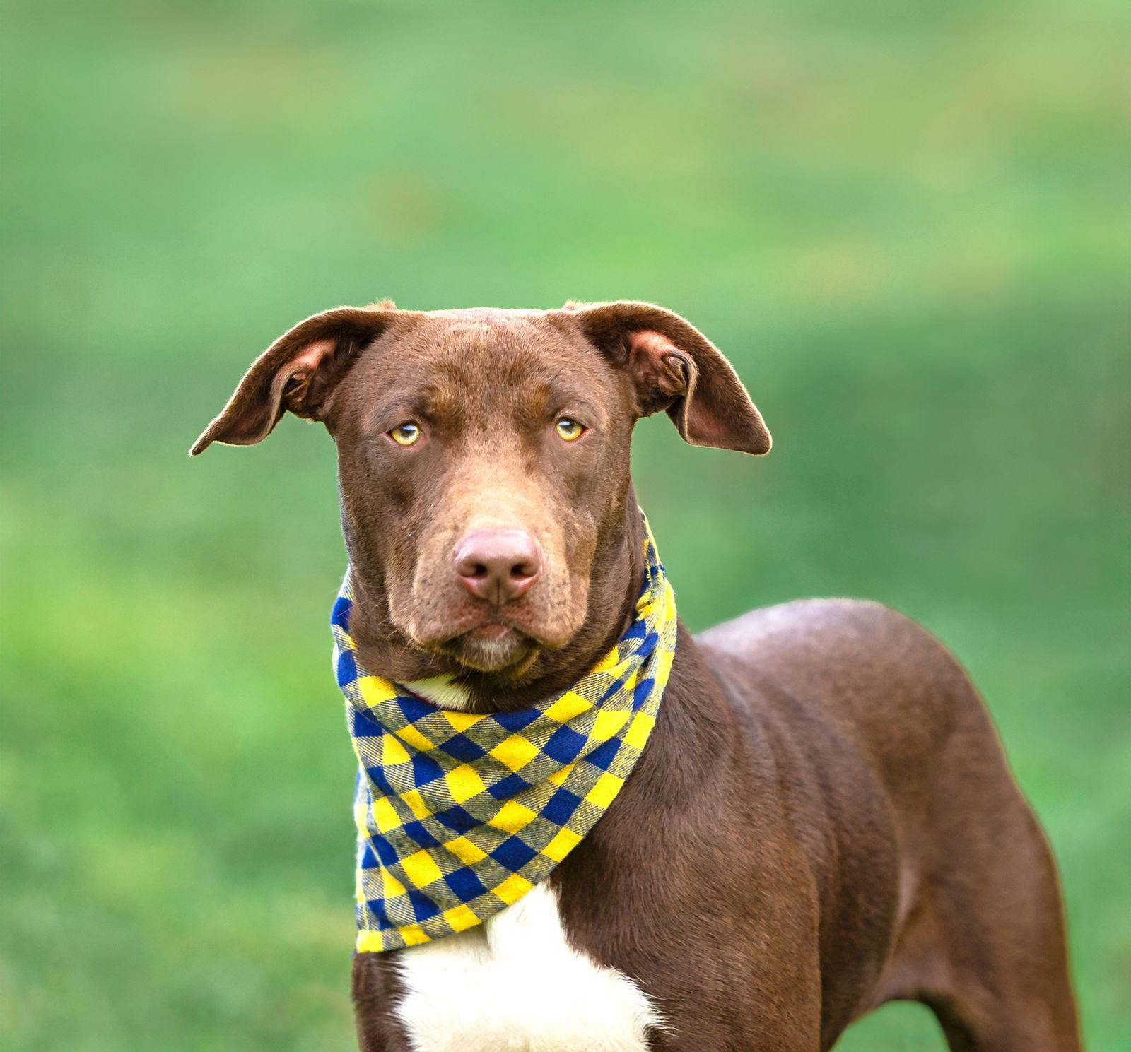 Enlarge Maray, a Adoptable Labrador Retriever in Coatesville, PA image 3/3