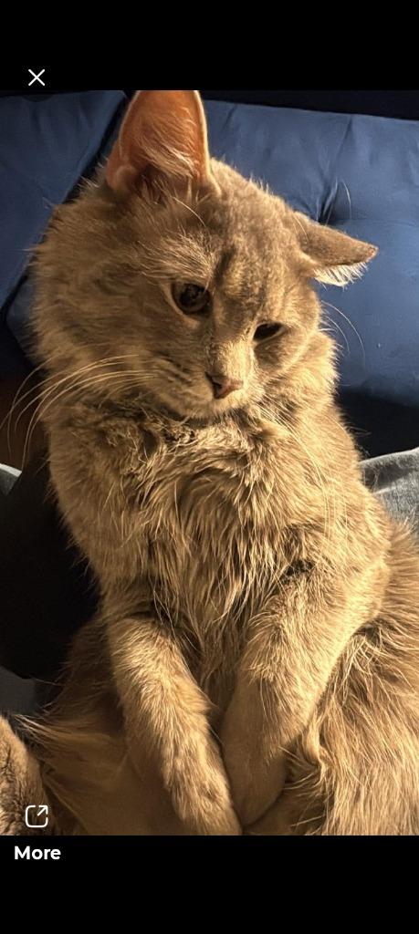 Nylo, Adoptable, Young Male Domestic Long Hair.