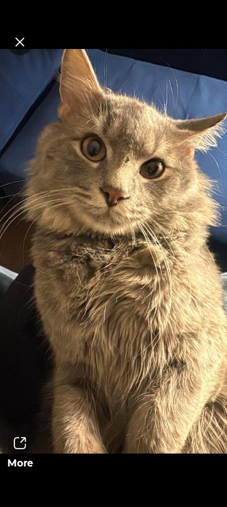 Enlarge Nylo, a Adoptable mixed breed in LIberty, NY image 2/3