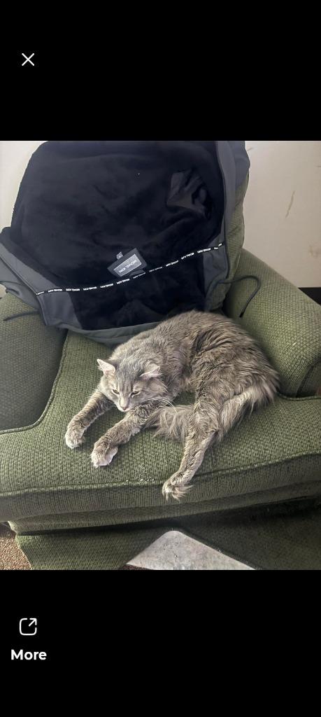 Enlarge Nylo, a Adoptable mixed breed in LIberty, NY image 3/3