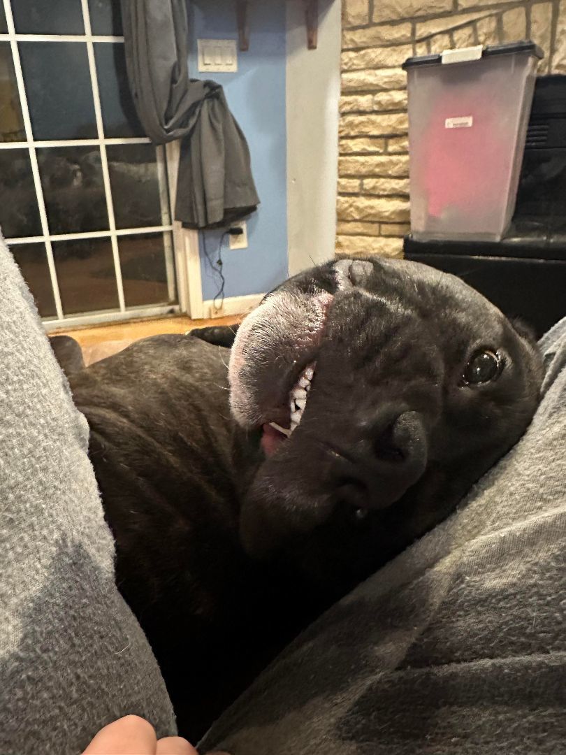 Cassius, Adopted, Adult Male American Bulldog.