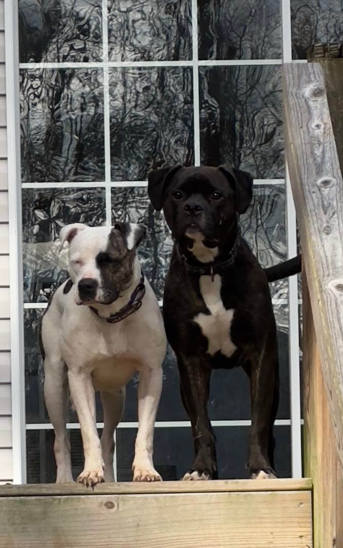 Cassius, a Adopted mixed breed in Sunset Bch, NC image 2/5