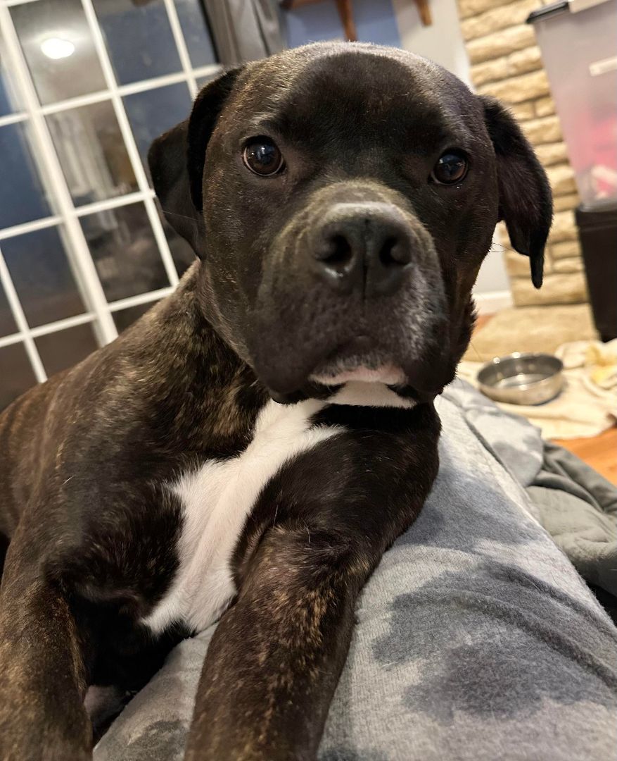 Cassius, a Adopted mixed breed in Sunset Bch, NC image 3/5