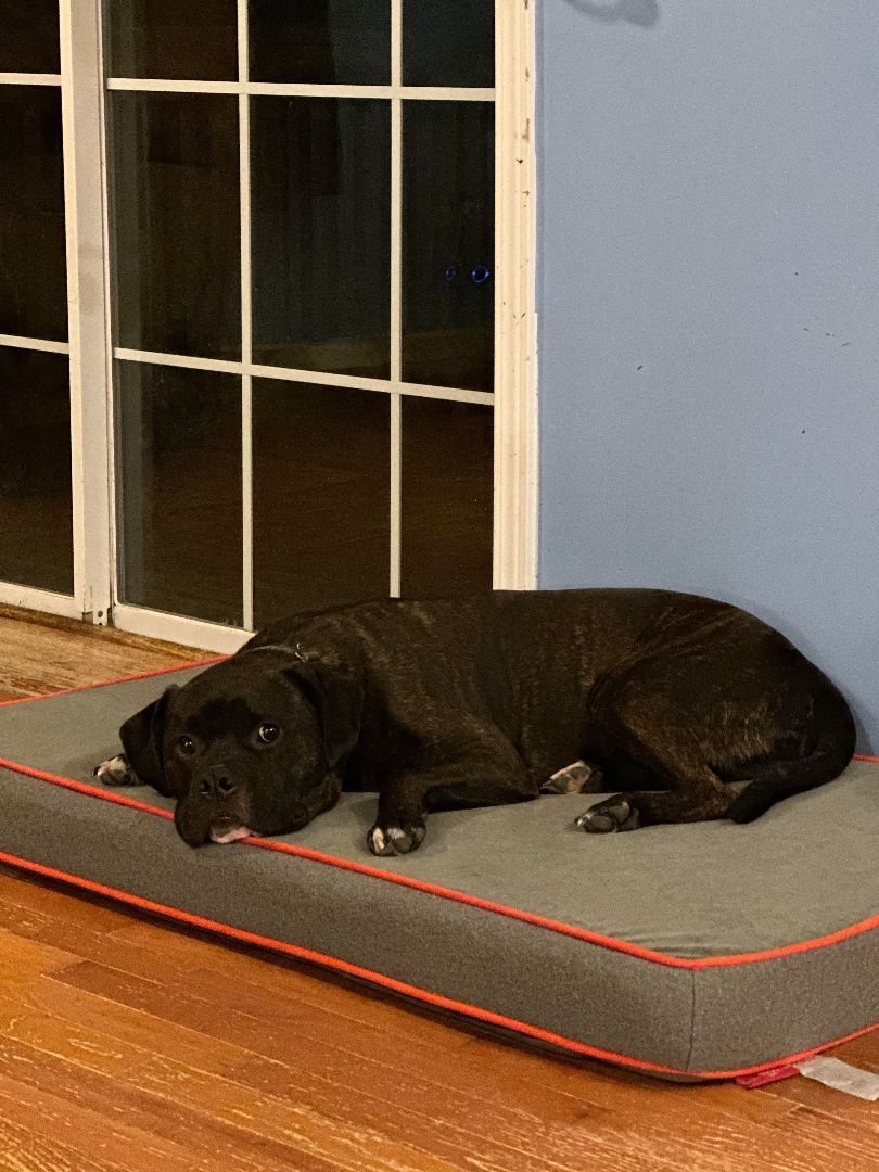 Cassius, a Adopted mixed breed in Sunset Bch, NC image 4/5